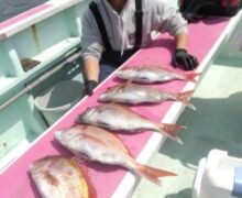 タイ五目好調