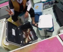 仕立船