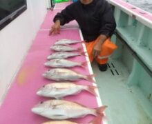 マダイ絶好調！