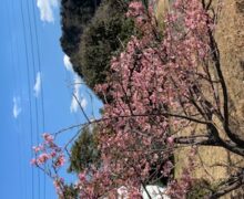 モンスター連日ヒット！