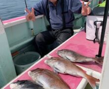 マダイ乗っ込み中！