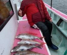 マダイ乗っ込み中！