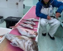 マダイ乗っ込み中！