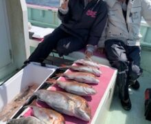 マダイ乗っ込み中！