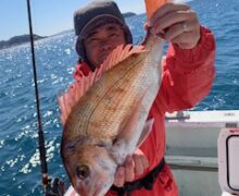 マダイ乗っ込み中！