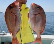 マダイ乗っ込み中！