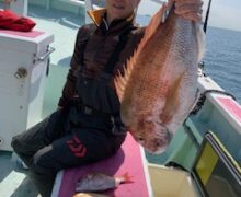 マダイ乗っ込み中