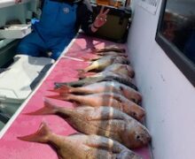 Bigマダイ絶好調！