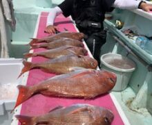 Bigマダイ好調！