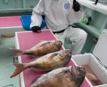 マダイ乗っ込み中