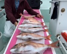 マダイ乗っ込み中