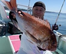 マダイ乗っ込み中