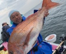 マダイ乗っ込み中