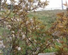 マダイ乗っ込み中！