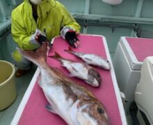 マダイ乗っ込み中