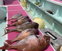 マダイ大型中心