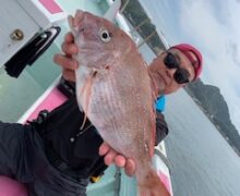 マダイ乗っ込み中